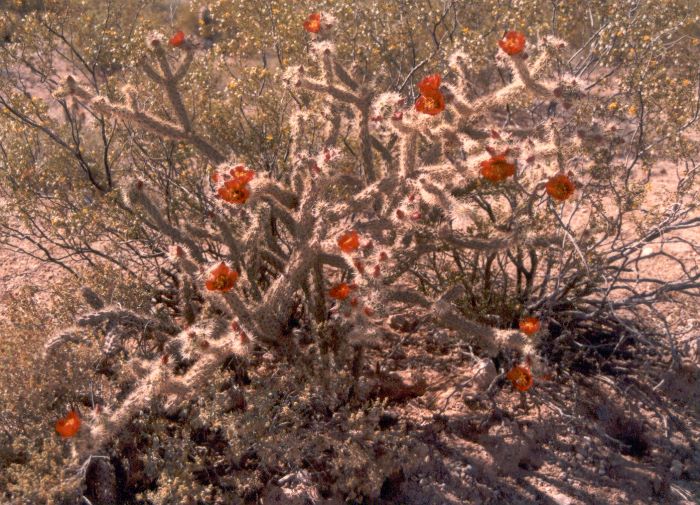 ../Images/187.Organ Pipe Cactus Natl. Mon.jpg